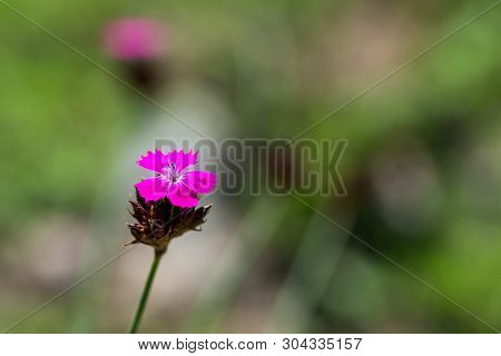 Wild German Carnation (dianthus Plumarius) Close Up Macro Shot On Transylvanian Intact Fields At Spr