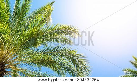 Palm Tree And Blue Sky Background Concept - Beautiful Palm Tree Leave And Blue Sky With Flare Light 