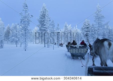 Saariselka, Finland - December 29, 2017: Reindeersledding In Lapland During Polar Night