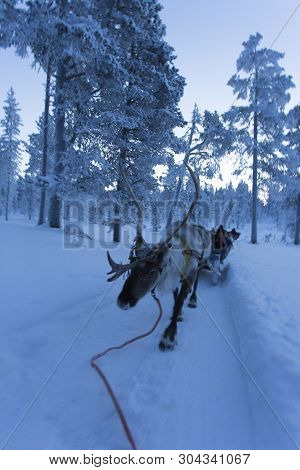 Saariselka, Finland - December 29, 2017: Reindeersledding In Lapland During Polar Night