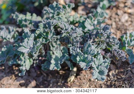 Sea Kale (crambe Maritima) Plant In The Botany In Poland, Europe.
