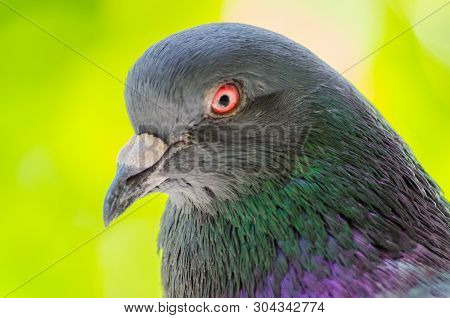 Pigeon Head Closeup On A Blurred Background. Gorgeous Wild Dove Close-up. Selective Focus. Soft Focu