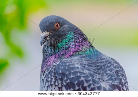 Beautiful Dove Close-up On A Blurred Background. The Photo Shows A Pigeon Half-turned With A Close L