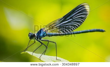 Calopteryx Splendens Dragonfly Metal Dark Blue Is Sitting On A Green Leaf