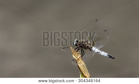 Libellula Depressa Broad-bodied Chaser A Beautiful Gray Dragonfly Sits On A Broken Tree Branch Above
