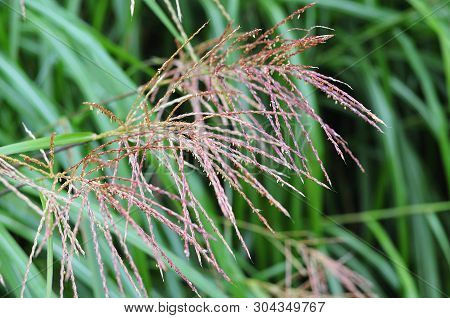 Purple Flowering Chinese Silver Grass, Miscanthus Sinensis, In Public Park
