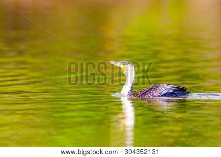Waterfowl.double Crested Cormorant.phalacrocorax Auritus.kenya, A National Park. Photo Safari Wildli