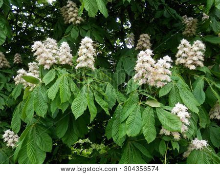 Late May Flowering Trees In Southern Denmark
