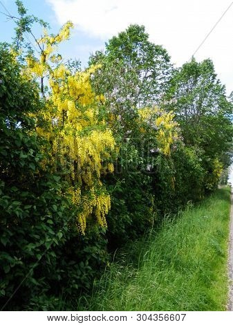 Late May Hedgerow In Southern Denmark