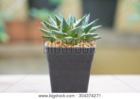 Ariocarpus Cactus On Wood Table Floor Show Nature Background