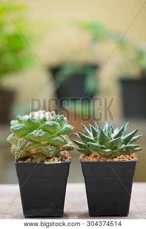 Ariocarpus Cactus On Wood Table Floor Show Nature Background