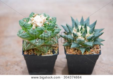 Ariocarpus Cactus In Flower Pot Show Desert Plant Background