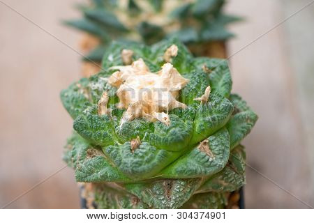 Ariocarpus Cactus In Flower Pot Show Desert Background