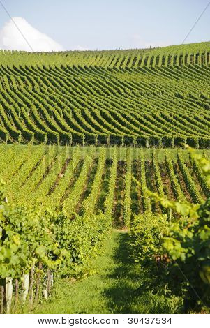 Green vineyard hills