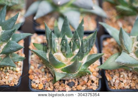 Ariocarpus Cactus In Flower Pot Show Desert Plant Background