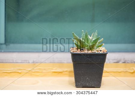 Ariocarpus Cactus In Flower Pot Show Plant Desert Background