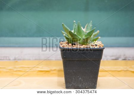 Ariocarpus Cactus In Flower Pot Show Desert Plant In Pot