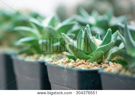 Ariocarpus Cactus In Flower Pot Show Nature Background