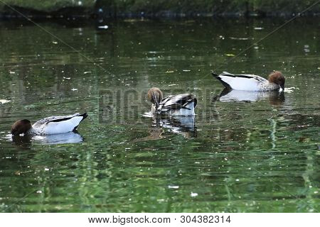 Australian Wood Duck, Chenonetta Jubata, Group On Pond