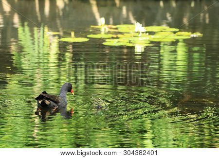 A Dusky Moorhen, Gallinula Tenebrosa, On Water