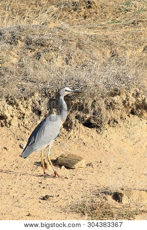 A Vertical Of White-faced Heron, Egretta Novaehollandiae, Walking