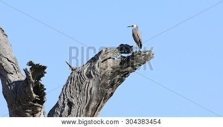 A White-faced Heron, Egretta Novaehollandiae, In Huge Dead Gum Tree