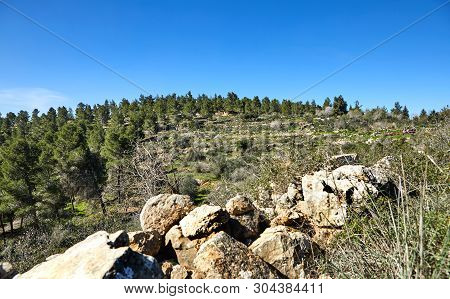 Forest Of Sataf West Of Jerusalem Israel. A Beautiful Area Of Hiking And Enjoying The Nature.