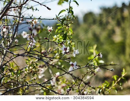 Forest Of Sataf West Of Jerusalem Israel. A Beautiful Area Of Hiking And Enjoying The Nature.