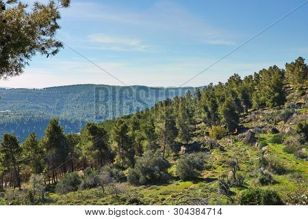 Forest Of Sataf West Of Jerusalem Israel. A Beautiful Area Of Hiking And Enjoying The Nature.