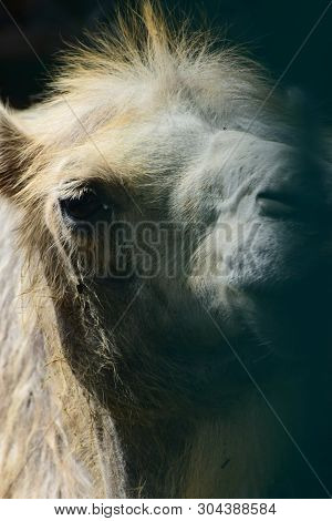 Portrait Of A Young, Bushy Camel Camelus Dromedarius With Big Eyes In The Foothills Of The North Cau