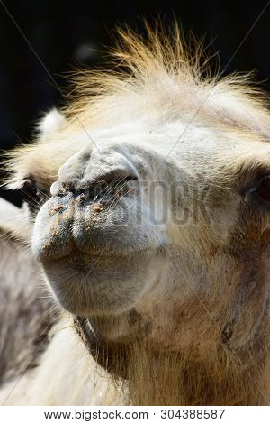 Portrait Of A Big-eyed Young Fluffy White-brown Camel Camelus Dromedarius In The Foothills Of The No