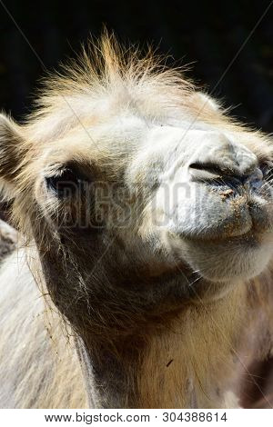 Portrait Of A Big-eyed Camelus Dromedarius Fluffy White-brown Camel In The Foothills Of The North Ca