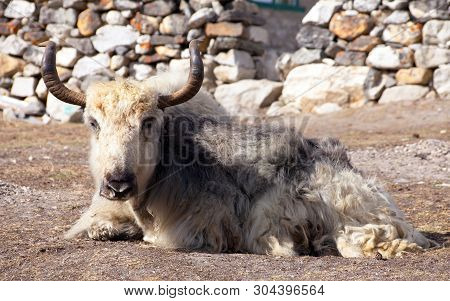 White And Grey Yak (bos Grunniens Or Bos Mutus) Which Is Lying Outside Of Lodge In Nepalese Himalaya