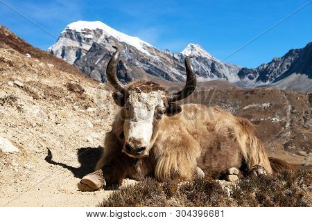 Yak On The Way To Everest Base Camp (bos Grunniens Or Bos Mutus) - Nepal Himalayas Mountains