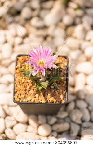 Ariocarpus Cactus With Pink Flower In Pot