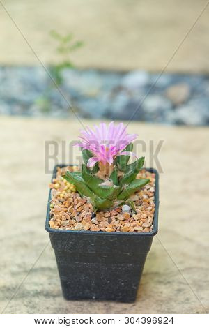 Ariocarpus Cactus With Pink Flower In Pot