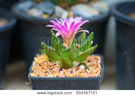 Ariocarpus Cactus With Pink Flower In Pot