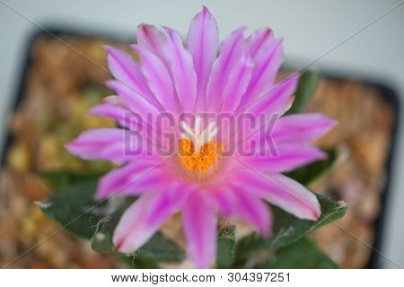 Ariocarpus Cactus With Pink Flower In Pot