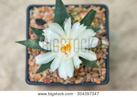 Ariocarpus Cactus With White Flower In Pot