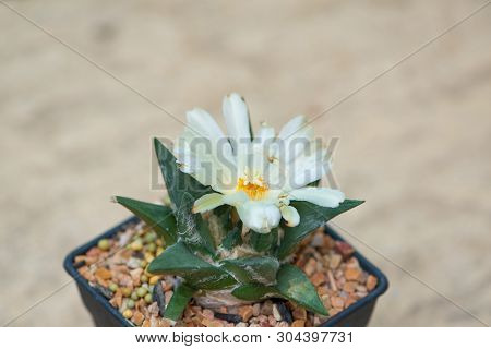 Ariocarpus Cactus With White Flower In Pot