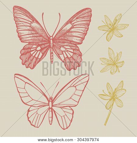 Butterflies Silhouettes. Butterfly Card Template On Romantic Ckground. Graphic Illustration.