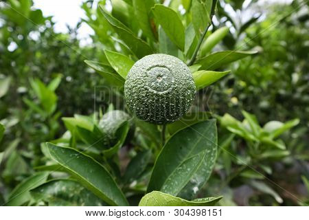 Persian Lime In The Trree With Green Leaf