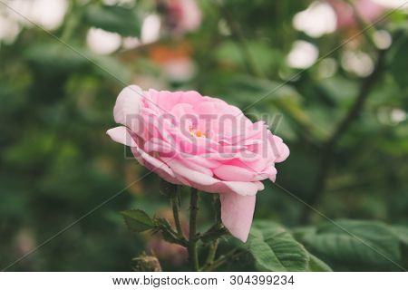 Blooming Bud Of A Pink Rose. Flower Closeup