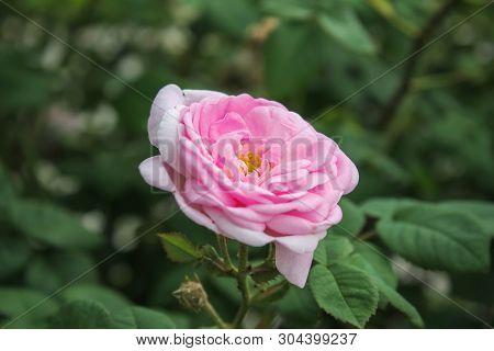 Blooming Bud Of A Pink Rose. Flower Closeup