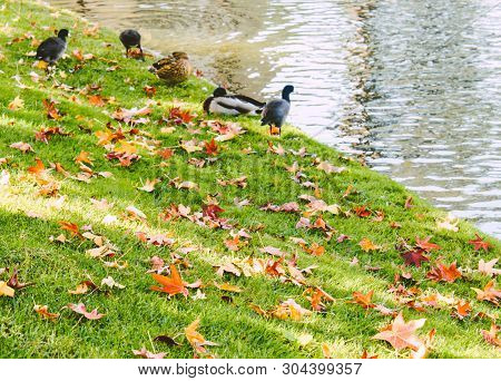 Fall Grass Covered With Yellow And Red Dry Leafs, Ducks And Lake.