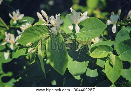Frangula Alnus Flowering Bush, Blooming White Flower Close Up Detail, Dark Green Leaves Blurry Backg