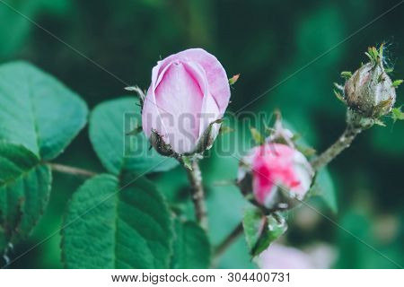 Blooming Bud Of A Pink Rose. Flower Closeup