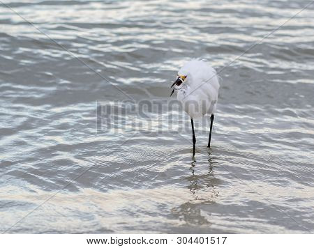 Snowy Egret Catches Small Fish Whilte Hunting In Surf