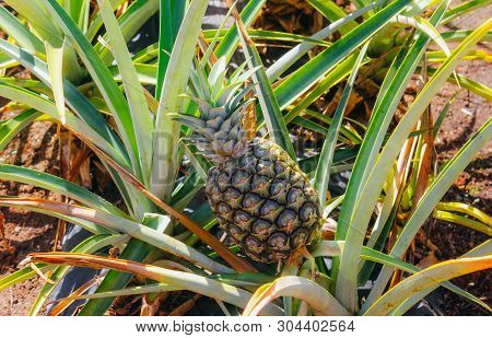 Pineapple Growing In Tropical Garden In Hawaii.