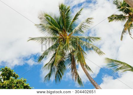 Beautiful Palm Tree In Seychelles, Silhouette Island, Blue Sky And Vacation Time.